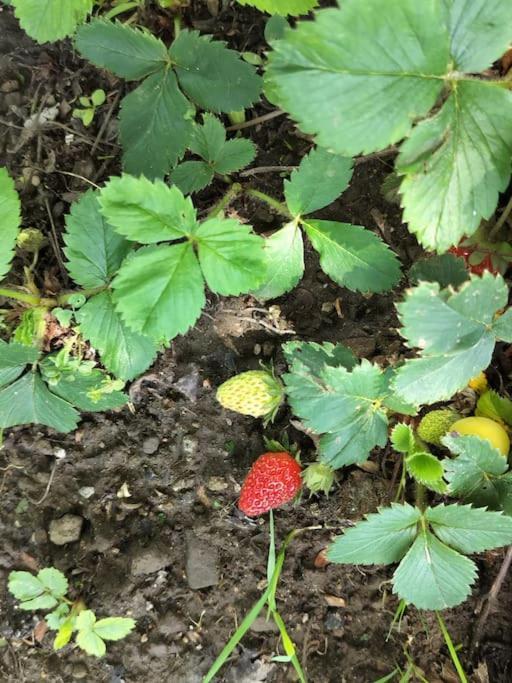 Finca Arep Alquiler Integro 6 Les Planes 레스 플라네스 도스톨레스 외부 사진